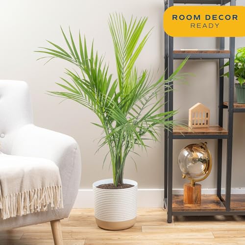 Image of Costa Farms Majesty Palm Live Plant, Large Tropical Floor Plant, 3-4 Feet Tall, Pet-Friendly Indoor Houseplant, Easy Care, Air Purifying, Living Room or Office Decor, Housewarming Gift