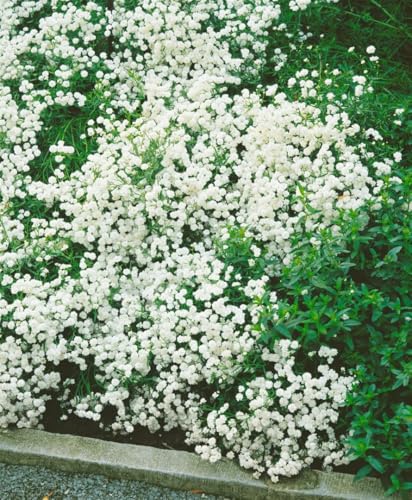 Achillea ptarmica 'The Pearl' 9x9 cm Topf – Winterhart, Mehrjährig,...