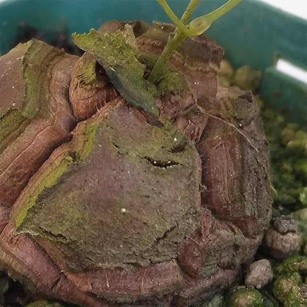 Amazon|ディオスコレア(亀甲竜):エレファンティペス 2.5号[塊根 Amazon|ディオスコレア(亀甲竜):エレファンティペス 2.5号[塊根