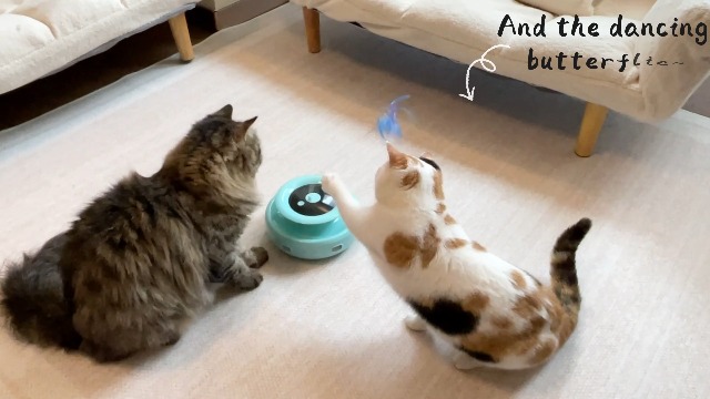 ORSDA Cat Toy, 3-in-1 Automatic Interactive Electronic Moving Ambush Feather, Fluttering Butterfly, Track Balls, USB Rechargeable Powered Smart Indoor Exercise Kicker - image 7