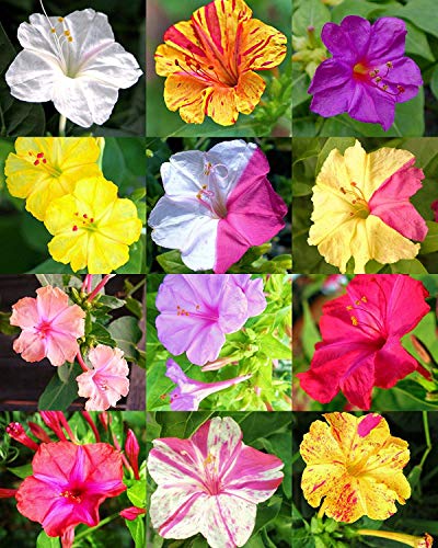 Farmerly Cuatro Mezcla de flores en punto Mirabilis Jalapa Caudex fragante suculentas Semilla 5 Semillas