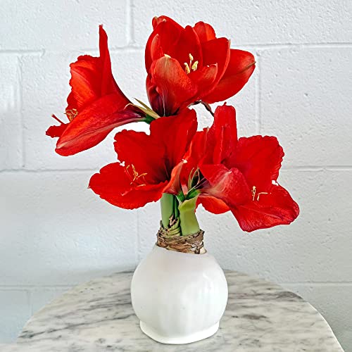White Waxed Amaryllis Flower Bulb with Red Blooms - Extra Large, 4-12 Blooms, No Water or Planting Needed – Ideal Holiday Gift (3 Pack)