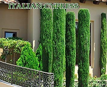 300 Italian cypress Seeds (Cupressus sempervirens),Tuscan,or Graveyard Cypress,