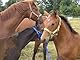 Amesbichler Reitsport Royal Steel Knebeltrense Schenkeltrense aus Edelstahl doppelt gebrochen