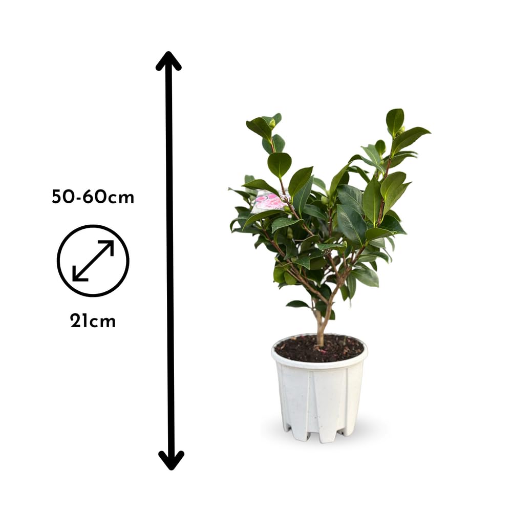 Attitude Jardin - Camellia japonica blanc - roślina kwitnąca - 50-60 cm - ◕ 21 cm - roślina zewnętrzna