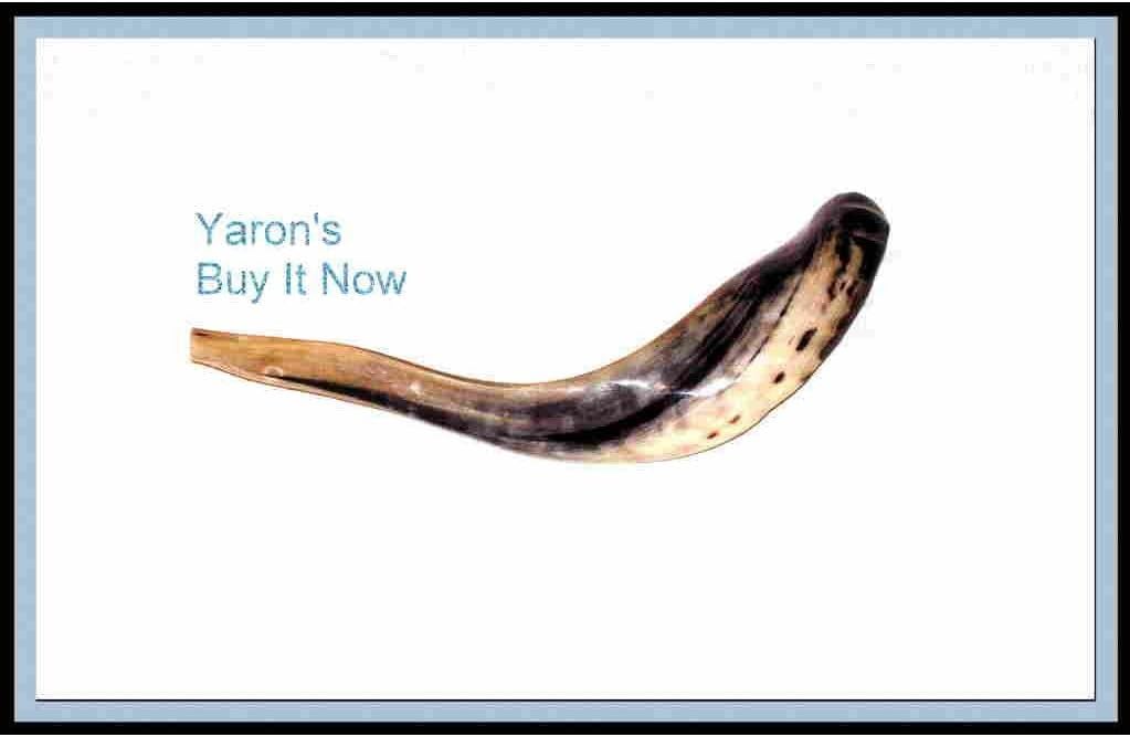 New 14" Rams Kudu Horn Shofar Authentic Polished Israel