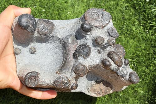 Image of Natural Platyclymenia & Gonitites Plate ammonites Fossil Moroccan Fossil A130