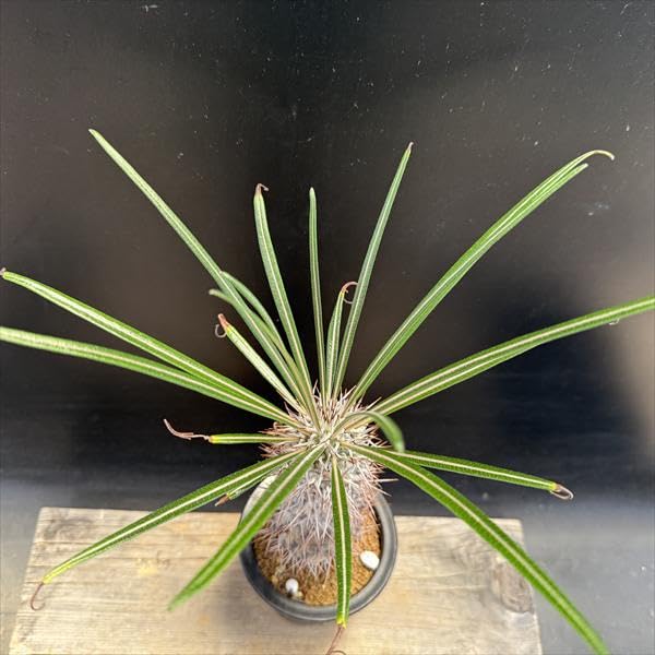 Amazon｜コーデックス：パキポディウム ゲアイー 実生*M｜観葉植物 