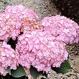 花木苗 アジサイ ひな祭り ルナ 1株 / 国華園 25年秋商品