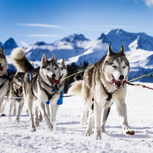 Waycin Hundegeschirr zum Ziehen, X-Rücken Mushing Husky Geschirr für große laufende Hunde, Schwarz