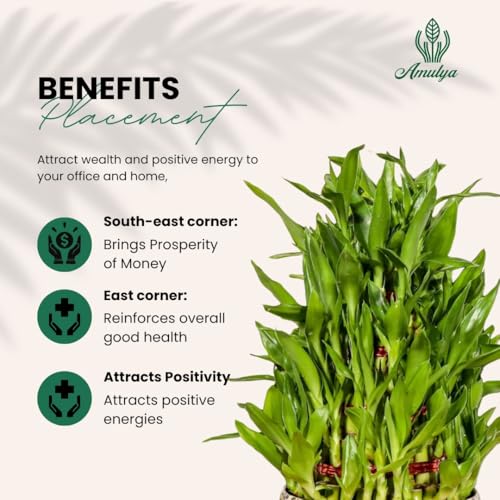 Image of Amulya Farms Live Lucky Bamboo 5 layer plant in Enamel Metal Pot | Bamboo Plants for home decoration | Indoor Plants for Home | Ideal for Living room, Balcony, Office desk & Kitchen | Vastu Plant |
