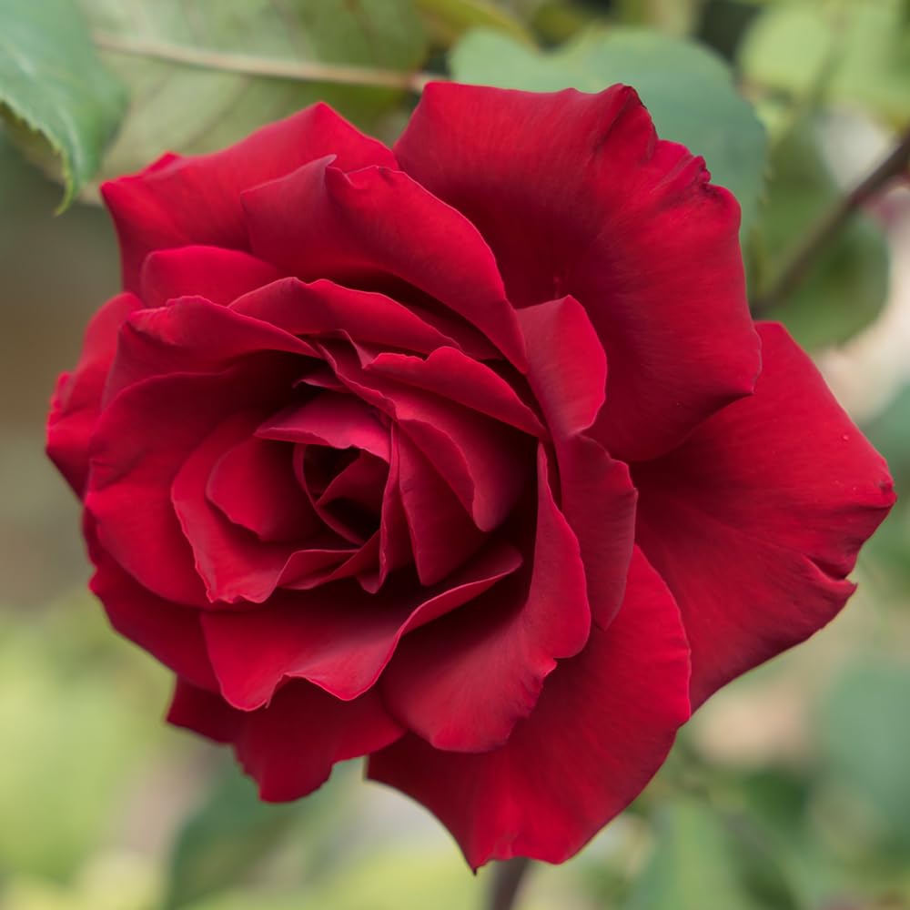 YouGarden Harkness Roses James' Rose, Established Plant in 4 Litre Pot, Ready to Plant Patio Bush Rose with Bright Red Flowers, For Fragrant Garden Roses in Pots, Beds, or Borders