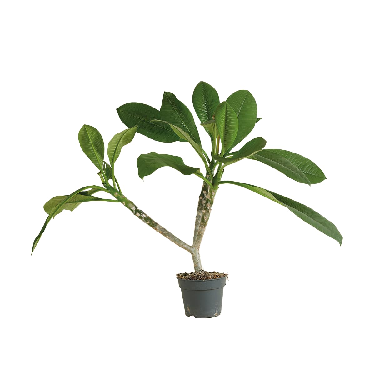 Bloomique Plumeria Frangipanier Arbre du Temple Plantes d'intérieur fleuries parfumées Hauteur 60-70 cm Pot 17 cm