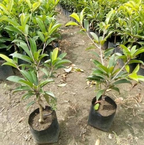 Image of All-Time12 Months Hybrid Grafted Guti Kolom Live Fruit Plant Original & Authentic Organic Tree for Outdoor Fast-Growing Fruit Plant Home Pack Of-1 (Cricket Ball Chiku Plant, Medium)