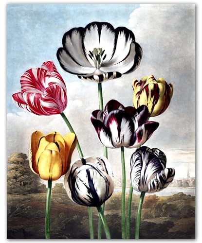 Vintage Tulip Study – Poster de tulipe vintage sans cadre – Poster de tulipe – Poster imprimé pour chambre à coucher, bureau, salon, couloir ou galerie...