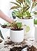 LE TAUCI Fluted Ceramic Planters, 8.3/7/6 Inch Indoor Pots for Plants with Drainage Holes & Mesh, Modern Matte Glaze Cylinder Plant Pot for Snake Plant, Set of 3, White