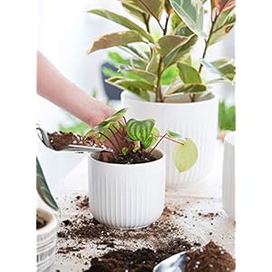 LE TAUCI Ceramic Planters Set of 3 Plant Pots for Indoor Plants 836957 inch Flower Pots with Drainage Holes Medium Cylinder Planters Pot for Indoor House Plants White