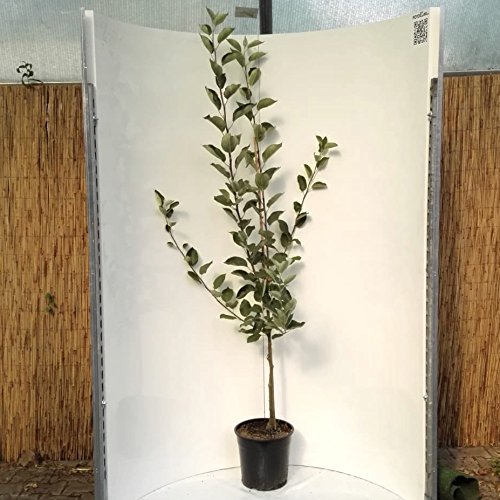 Apfelbaum Rewena Winterapfel mehrfach resistent robust Buschbaum ca 110-140 cm 9,5 Liter Topf MM 111