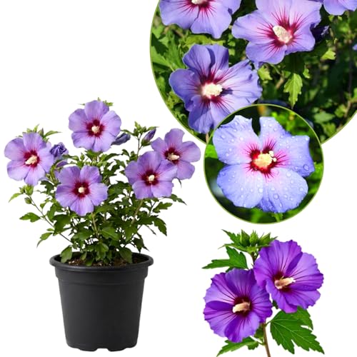 UIOTER Althea Rose of Sharon Plant Live Purple