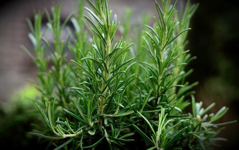 Image of Live Rosemary Live Plant Herb Plant for Home and Garden Herb That Heals and Delights with Black Pot