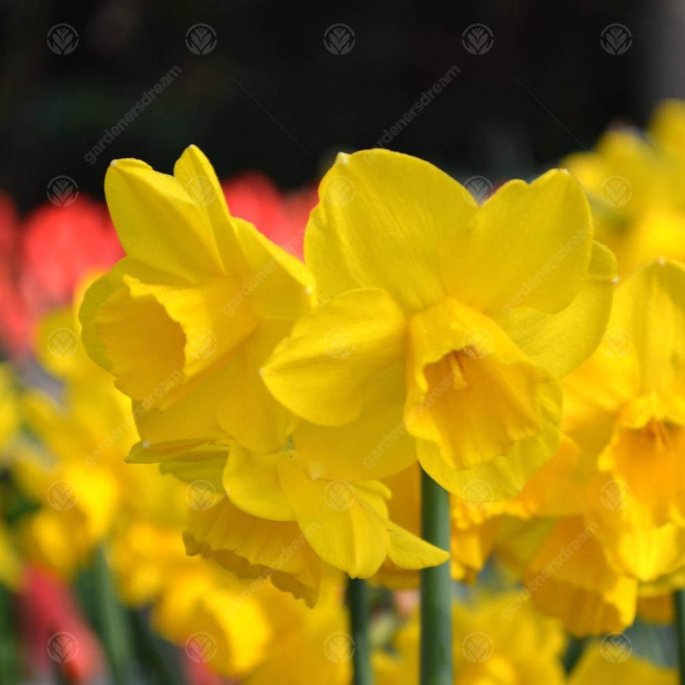 Narcisse Quail – Bulbes Floraison Printanière Intérieur Extérieur