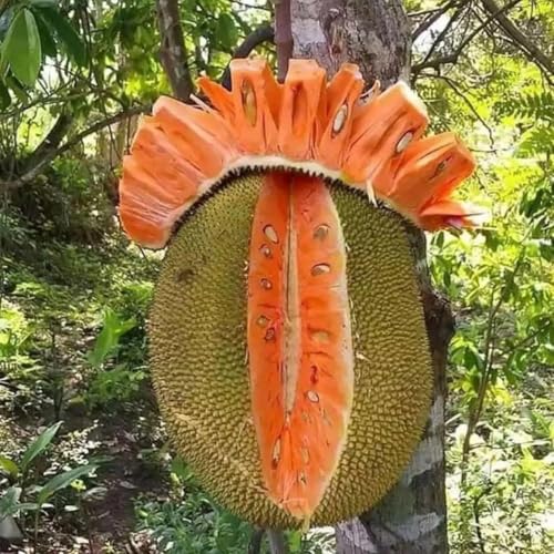 Image of Muttan Varikka Jackfruit Live Plant (Artocarpus Heterophyllus) a€ inch Healthy Fruit Tree for Home & Garden, Sweet Flesh Variety, Outdoor Farming & Balcony Gardening - Pack of 1