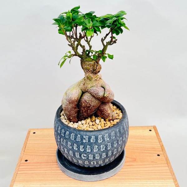 Amazon｜おしゃれ 観葉植物：ガジュマル*丸い鉢植え 受皿付 桐生