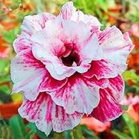 Wüstenrose Knolle Winterhart - Seltene Mehrjährige Pflanze Für Garten & Kübel! Einfach Zu Pflanzen