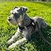 Joytale Hundegeschirr, Reflektierend Weich Gepolstert Hunde Geschirr, Air-Mesh Atmungsaktiv Brustgeschirr für Mittelgroße Hunde, XL, Schwarz