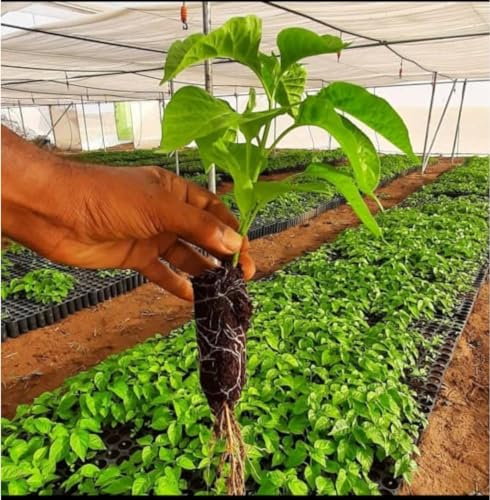 Image of Ecoflo Root Trainer Reusable Seedling Trays Plastic Plants Nursery Starter Cups Seed Germination Tray for Primary Germination 48 Cells 75cc Black 330mm x 270mm x 95mm - Pack of 5