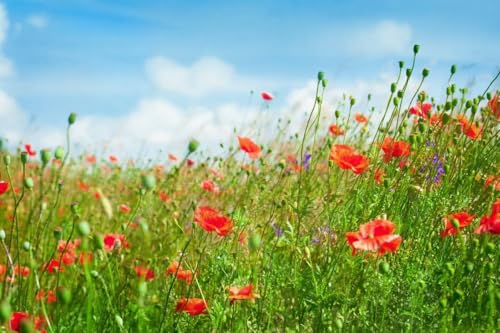 Tableau alu coquelicots 110x70 cm contre le stress - Zen à la maison