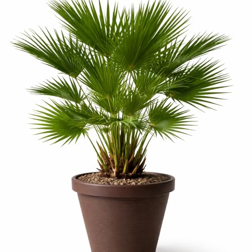 Chamaerops Humilis - Palmito/Palmera Enana 65-80 cm con Maceta Gratis – Planta Natural Resistente para Interior y Exterior – Fácil Cuidado – Planta Ornamental Mediterránea