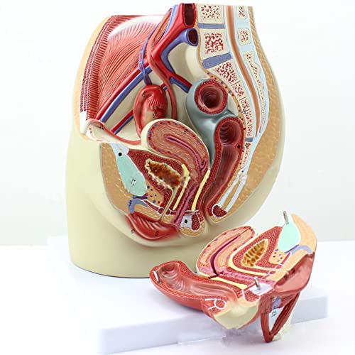 HSer Weibliches Beckenmodell, Reproduktions- und Harnsystem des menschlichen weiblichen Beckens Median Sagittalschnittmodell, Lehrlaborbedarf Cover