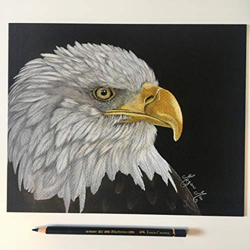 How to draw a wedge tailed eagle easy