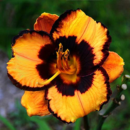 Siddhi Vinayak Gallery® Imported Veriety Daylily Flower Bulbs for all season | Hemerocallis,Tawny Daylily, Tiger Lily hybrid Flower Bulbs for home gardening (Multicolour pack of 2 flowers bulbs) (B08ZSNSCDV) Amazon Price History, Amazon Price Tracker
