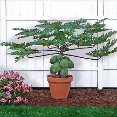 Green Leaf Dwarf Papaya Seeds ~ TR HOVEY ~ Carica L. Caricaceae ~ MINIATURE TREE ~ 20 Seeds