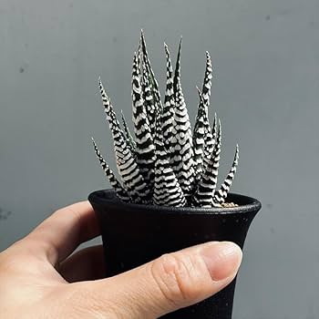 Amazon｜多肉植物：ハオルチア 十二の巻 ゼブラ*｜観葉植物