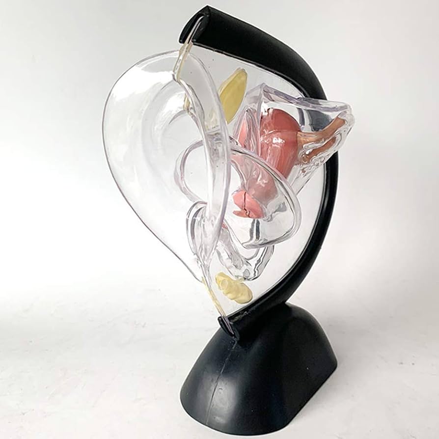 クスコ開脚子宮