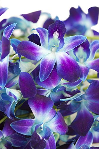 Premium Cut Blue Orchids (10 Stems Orchid)
