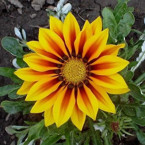 Miniatura 5 de 30 Kontiki STARS & STRIPES GAZANIA Ringens Treasure Flower Seeds