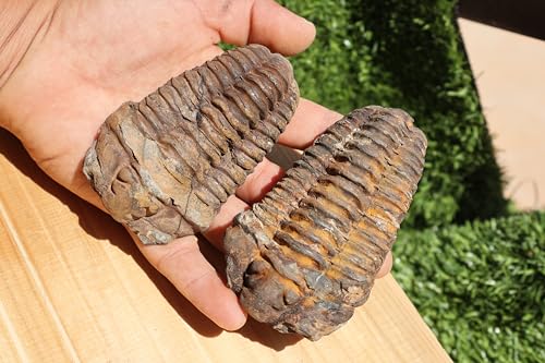 Image of 2PCS Calymene Trilobites Flexicalymene Ordovician Fossil Trilobites A5