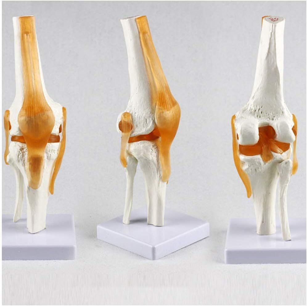Image of 6 pcs /Set Anatomy Models Human Shoulder Elbow Hip Knee Hand Foot Joint Bone Models Human Joint Anatomy Model Science Models Human Body Six Major Joint Models Joint Series Model