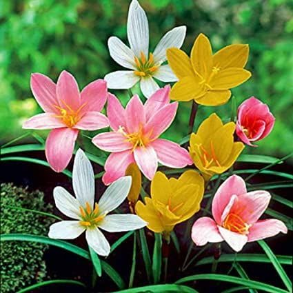 Flower Bulbs Summer Flower Bulbs All Type Collections pack of 5 SVG® (Rain lily Mixed)