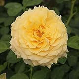 Heirloom Roses Rose Plant - Sunbelt® Tupelo Honey™ Yellow Rose Bush, Floribunda Live Plant for Planting Outdoors