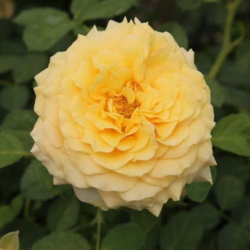 Heirloom Roses Rose Plant - Sunbelt® Tupelo Honey™ Yellow Rose Bush, Floribunda Live Plant for Planting Outdoors