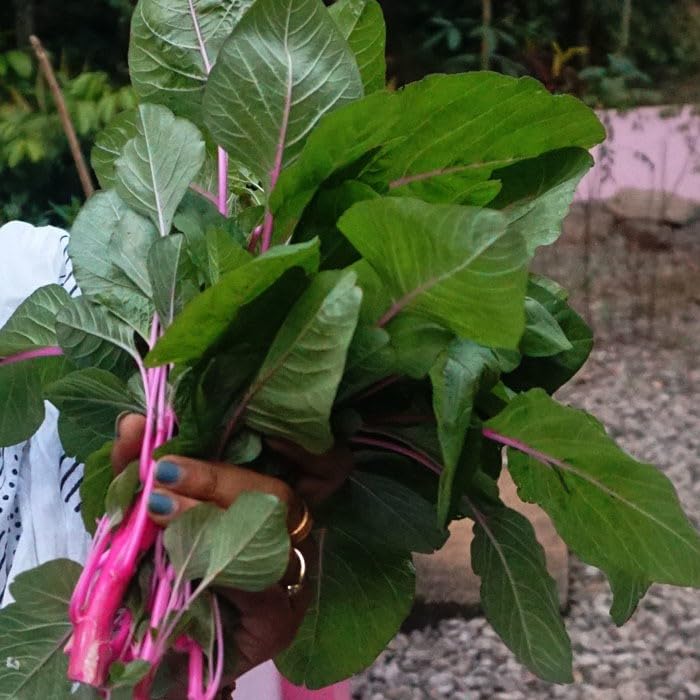Willvine Amaranthus Pink Beauty (Sundari Cheera)-VK-4X-picture-26
