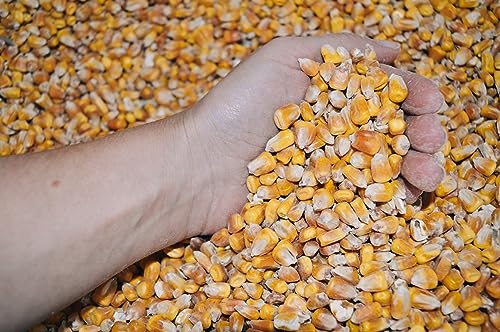 agrar-Store 25kg Mais Futtermais Körnermais Angelmais Karpfenmais Hühnermais Hühnerfutter Hartmais