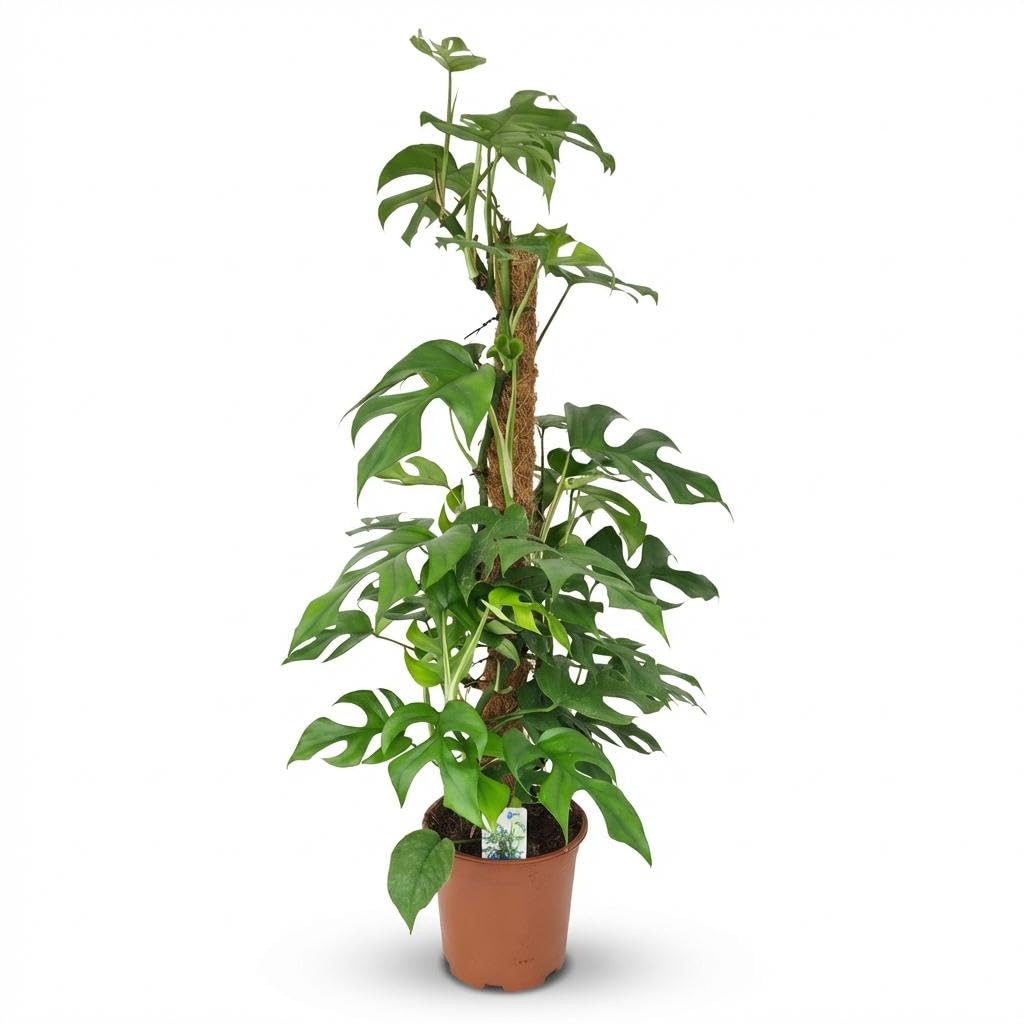 Green boutiQ - Plante d'intérieur - Mini Monstera - Monstera Minima sur Tuteur - Vert - Entretien facile - 1 Plante - Pot 19cm - Hauteur 90cm