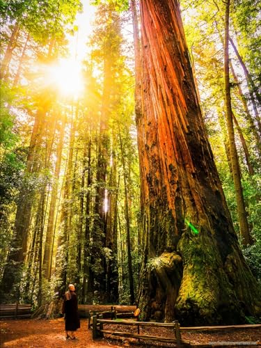 Sequoia sempervirens: The Philosophy of Eternal Trees (Japanese Edition)