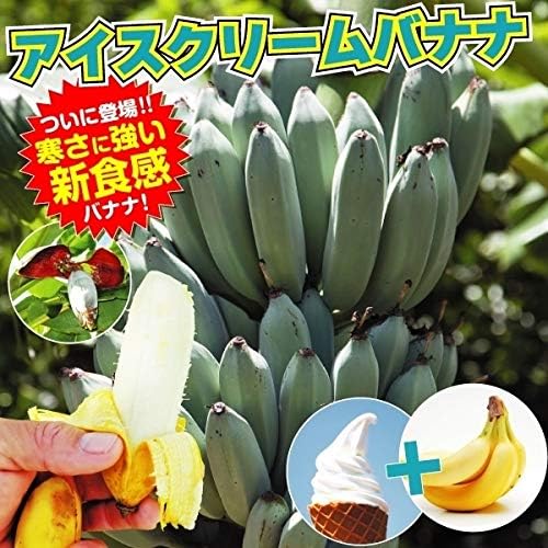 Amazon 国華園 果樹苗 耐寒性バナナ アイスクリーム 3株 21年春商品 Diy 工具 ガーデン